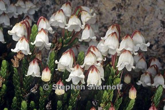 cassiope mertensiana 1 graphic